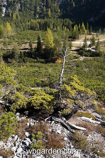 wbgarden alps 39a.JPG